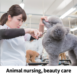 Animal nursing, beauty care